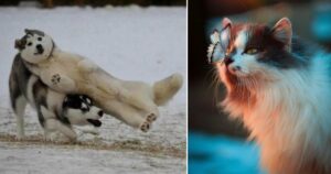 10 Foto esilaranti di cuccioloni animali scattate nel momento perfetto