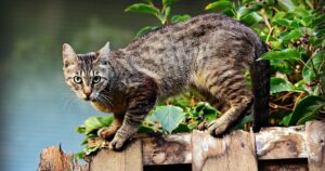 Scopriamo insieme quanto ha vissuto il gatto più anziano del mondo