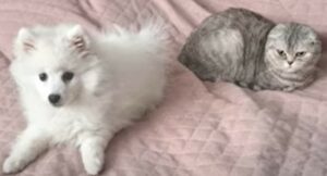 Gattina e cagnolino si rilassano insieme nello stesso letto anche se non sono ancora amici (VIDEO)
