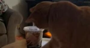 Il gatto Garfield è attratto dal bicchiere pieno posto su un tavolino (VIDEO)