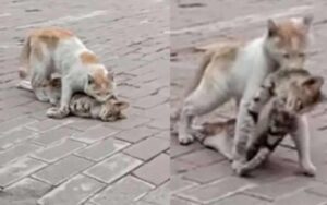Gattino randagio trascina il corpicino di un amico nel rifugio vicino chiedendo aiuto
