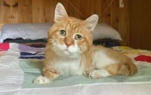 La storia di un gattino con tre zampe, era scomparso dopo la morte del suo papà