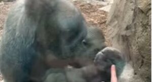 La mamma gorilla Kiki incontra il bambino di una donna per ricambiare il gesto della gorilla (VIDEO)