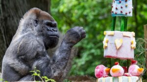 Il Gorilla Ozzie è morto: ancora ignote le cause della morte
