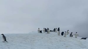 Il pinguino Adelia ha ricevuto un passaggio per raggiungere i suoi amici (VIDEO)