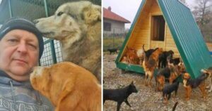 Un uomo salva cani abbandonati in Serbia da 20 anni