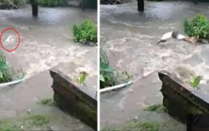 Uomo salta in acqua quando vede che il suo cucciolo è stato portato via dalla corrente (VIDEO)