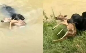 Cucciolo di cerbiatto stava per annegare, viene salvato da un golden retriever eroe (VIDEO)