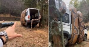VIDEO: Un gigantesco serpente avvolge un furgone seminando il panico, la verità