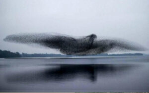 Le Foto straordinarie di uno stormo di uccelli in volo, creano la forma di un gigantesco uccello in aria