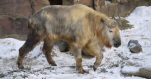 Scoprono un ibrido tra mucca e capra chiamato “Takín”