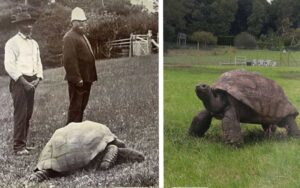 Animale terrestre vivente più antico del mondo? ha 190 anni è Jonathan la tartaruga