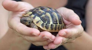 Sventato un traffico di animali in via d’estinzione grazie ai carabinieri di Palermo