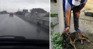 Cucciolo di cane è saltato per disperazione dal ponte dopo essere stato abbandonato dal suo proprietario