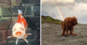 15 Foto di animali senza senso, condivise da questo account Instagram