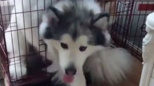 Alaskan Malamute non è consapevole della sua stazza e si ostina ed entrare in uno spazio piccolo (VIDEO)