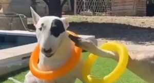 Bull Terrier gioca con un esemplare di giovane cigno muto (VIDEO)