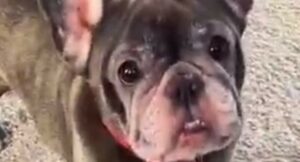 Bulldog francese anziano fa la conoscenza e gioca con un porcellino (VIDEO)