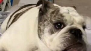 Bulldog inglese ama giocare e divertirsi in compagnia della sua umana (VIDEO)