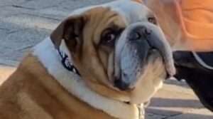 Bulldog inglese aspetta seduto che le persone lo coccolino (VIDEO)