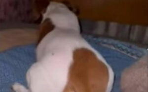 Cagnolino domestico non vuole essere disturbato, ma il proprietario lo fa spaventare (VIDEO)