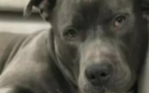 Cagnolina Pitbull zoppica vistosamente; ecco la diagnosi del veterinario (VIDEO)