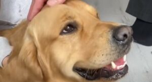 Golden Retriever incontra per la prima volta il cucciolo di casa (VIDEO)