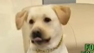 Labrador Retriever impazzisce perché vuole una patatina (VIDEO)