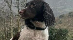 La Springer Spaniel Molly si è persa rimanendo bloccata nel bosco durante una tempesta