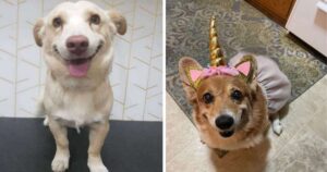 15 Foto di animali adottati dopo essere stati trovati randagi