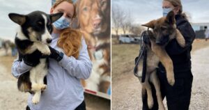 57 cuccioli di cani vengono salvati dopo aver vissuto l’inferno nel canile dove alloggiavano