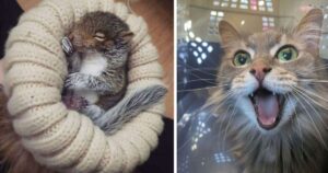 7 foto di animali che sono stati salvati e che hanno fatto innamorare i loro proprietari