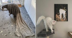 15 foto di animali esilaranti avere un animale domestico è come guardare uno spettacolo comico