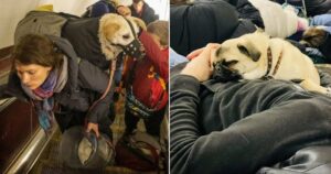 15 Foto che mostrano il grande amore tra le persone e i loro cuccioli durante la guerra in Ucraina