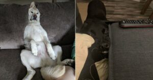 15 Foto di cani fotografati mentre si comportano nel modo più stupido possibile