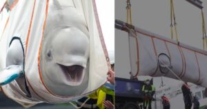 Adorabili balene beluga non riescono a smettere di sorridere dopo essere state salvate in Cina