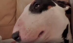 Bull Terrier è innamorato della sua dolcissima sorellina che ricambia questo grande amore (VIDEO)