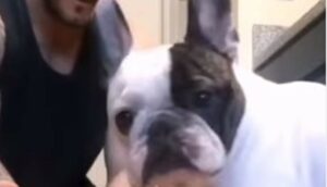 Bulldog francese resta basito per un trucchetto che gli fa il proprietario (VIDEO)