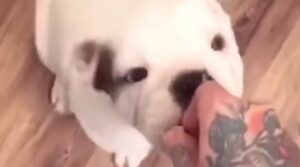 Bulldog inglese aiuta il suo umano ad insegnare i comandi al cucciolo di casa (VIDEO)