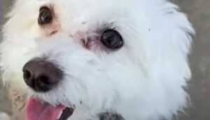La cagnolina Malishka ha sempre avuto problemi a relazionarsi, ma ha avuto un motivo per cambiare (VIDEO)