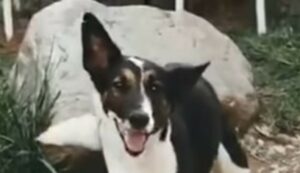 La cagnolina Vera ha iniziato finalmente a vivere dopo tanta sofferenza (VIDEO)