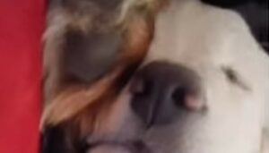 Cagnolino Golden Retriever dorme profondamente insieme ai suoi affetti (VIDEO)