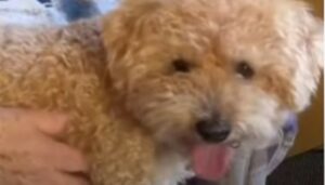 Cucciolo di cane Jak e la sua anziana umana Diana si sono finalmente riuniti (VIDEO)