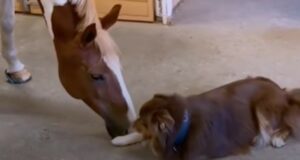 Cagnolino e cavallo hanno un rapporto davvero unico e speciale (VIDEO)
