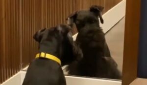 Cagnolino schnauzer si osserva allo specchio e sembra comprendere che non si tratta di un altro cane (VIDEO)
