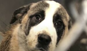 Il cucciolo di cane ha iniziato a vivere dopo aver vissuto anni all’interno di una gabbia (VIDEO)
