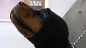 La cagnolona Luna fa il suo primo bagno dal toelettatore e si comporta benissimo (VIDEO)