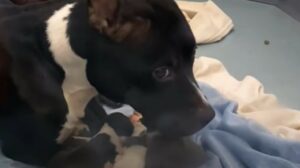La cagnolona Pitbull Marvel ha conosciuto l’amore per lei e per i suoi cuccioli (VIDEO)