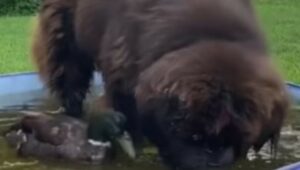 Il cagnolone Biss ha come fratello un cucciolo di anatra di nome Olee (VIDEO)