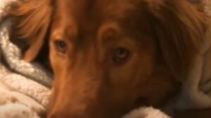 Il cagnolone Bo trascorre la vita tenendo la mano degli umani e abbracciando la sua copertina (VIDEO)
